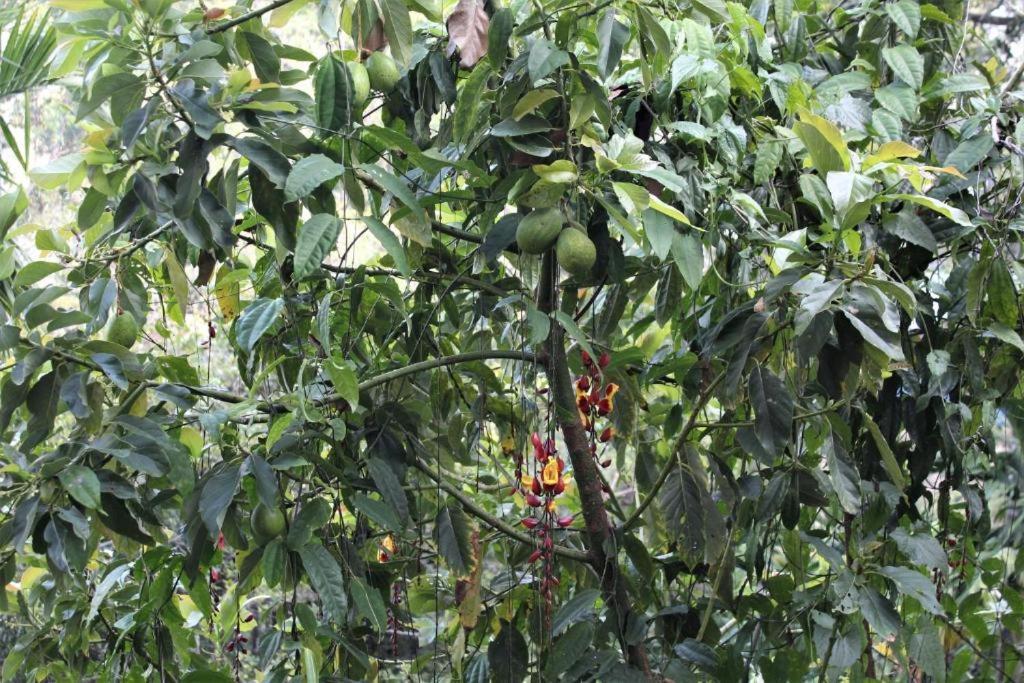 Amado Homestay Ella Bagian luar foto